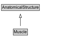 Muscle Diagram